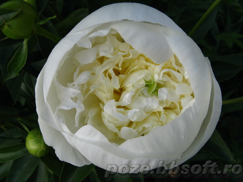 floare-bujor-alb-aproape-deschis-macro.jpg