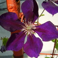 Floare clematis violet mare deschisa