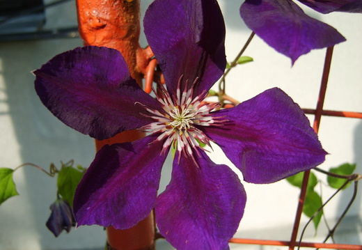 Floare clematis violet mare deschisa