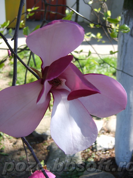 floare-magnolie-de-aproape.jpg