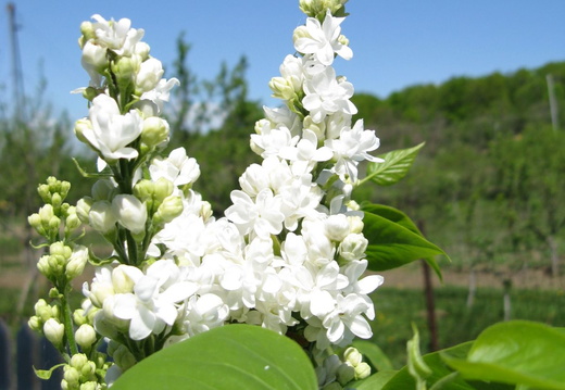 Flori liliac - alb 2