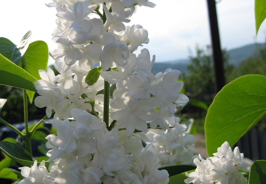 Flori liliac - alb 6