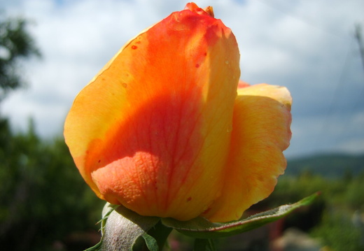 Boboc de trandafir galben-rosu - macro