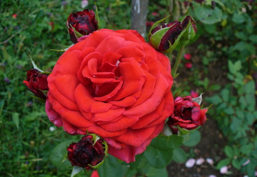 Buchet de trandafiri rosii - floare si boboci