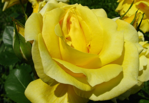Floare trandafir galben 2