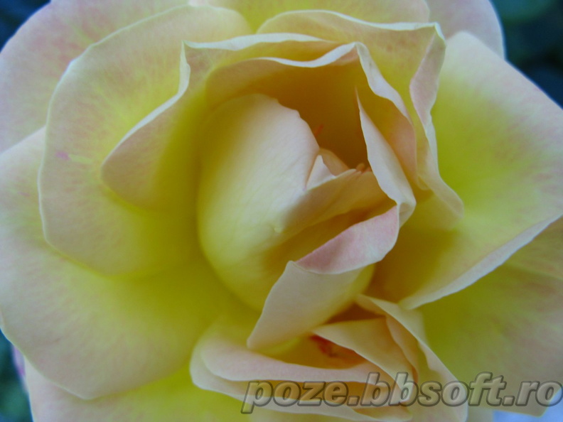 Floare trandafir galben - macro