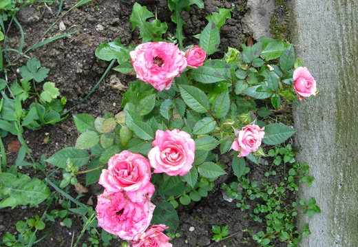 Flori trandafir pitic - roz