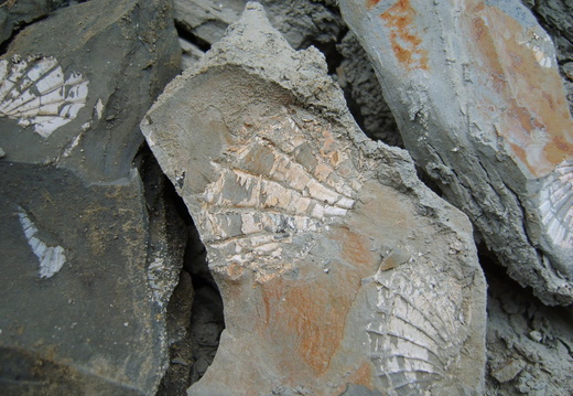 Scoici fosile