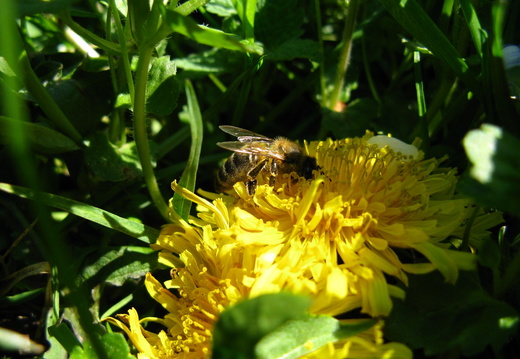 Albina pe floare papadie - macro