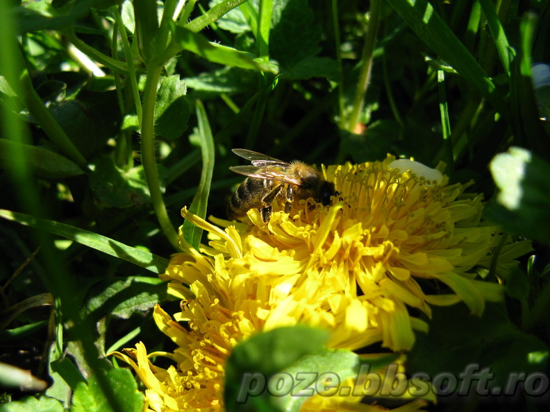albina-pe-floare-papadie-macro.jpg