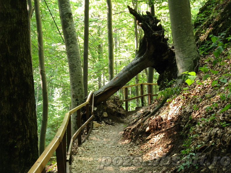 Pestera Valea Cetatii Rasnov - aleea de langa pestera cu copac daramat