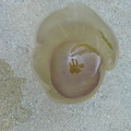 Meduza mare