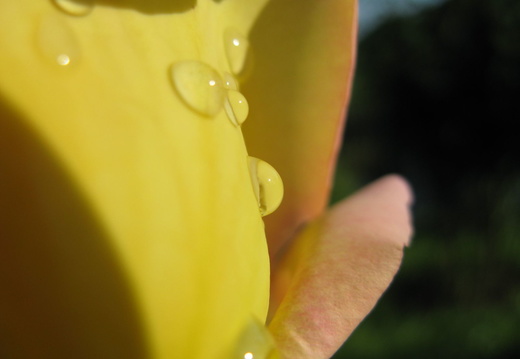 Picatura de apa pe un trandafir galben 2