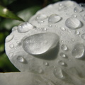 Picatura mare de apa pe un trandafir alb