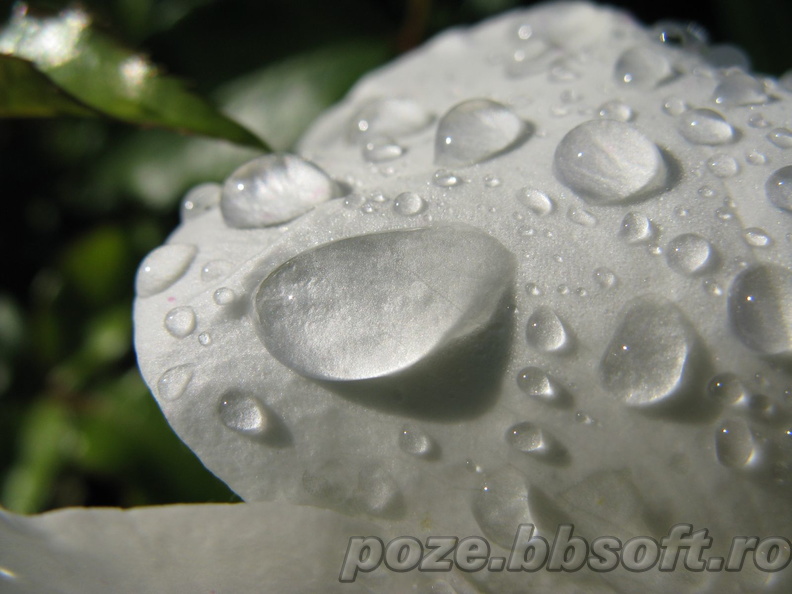 Picatura mare de apa pe un trandafir alb