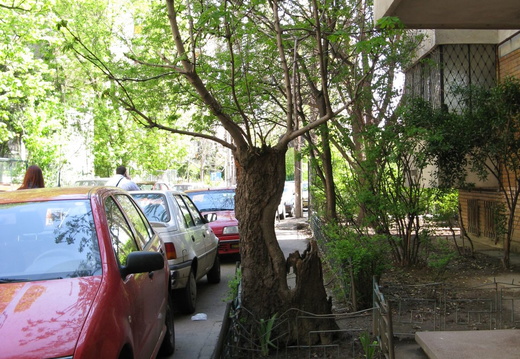 Copac in mijlocul trotuarului