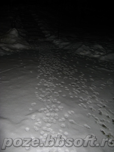 urme-de-pisica-in-zapada-iarna.jpg
