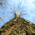 Copac in padure 2