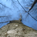 Copac in padure