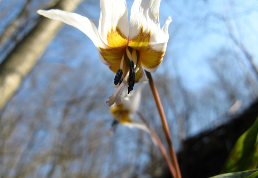 Floare alba - galbena intoarsa - in padure - macro