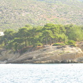 Copaci crescuti pe nisip - Thassos
