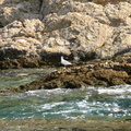 Un pescarus pe stanca in mare - Thassos