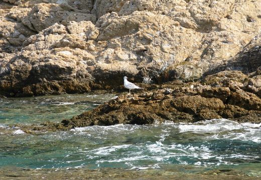 Un pescarus pe stanca in mare - Thassos