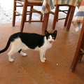Pisica greceasca - Thassos