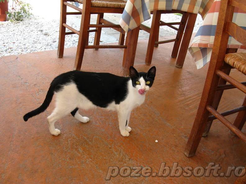 Pisica greceasca - Thassos