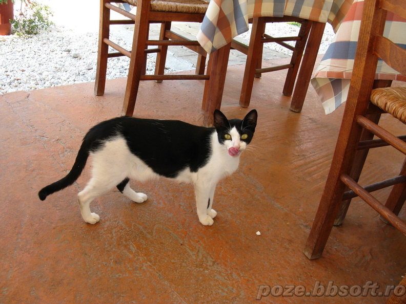 pisica-greceasca-thassos.jpg