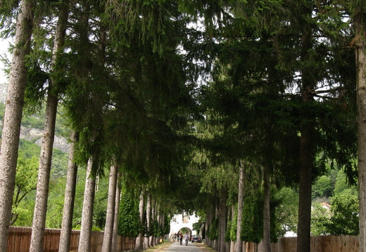 Manastirea Polovragi - drumul printre brazi spre manastire