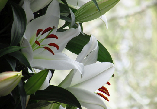 Floare crin alb Keukenhof