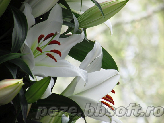 Floare crin alb Keukenhof