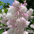 Buchet de floricele albe cu urme de roz