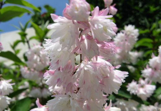 Buchet de floricele albe cu urme de roz