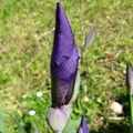 Floare boboc iris mov2