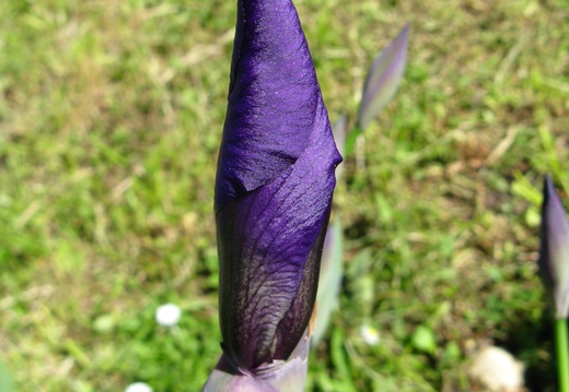 Floare boboc iris mov2