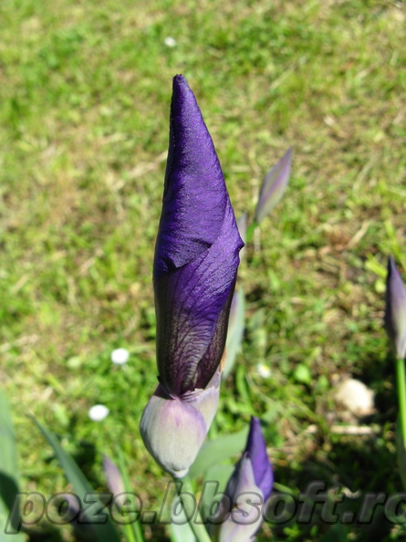 floare-boboc-iris-mov2.JPG