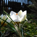 Floare brebenel - crocus alb cu galben
