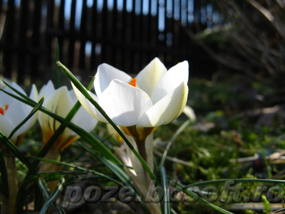 Floare brebenel - crocus alb cu galben