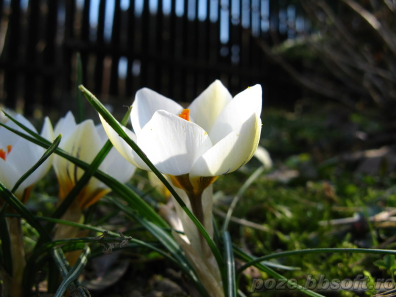 floare-brebenel-crocus-alb-cu-galben.jpg