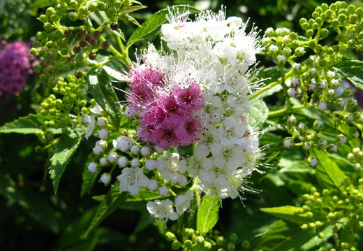 Floare buchet multicolor - alb - mov