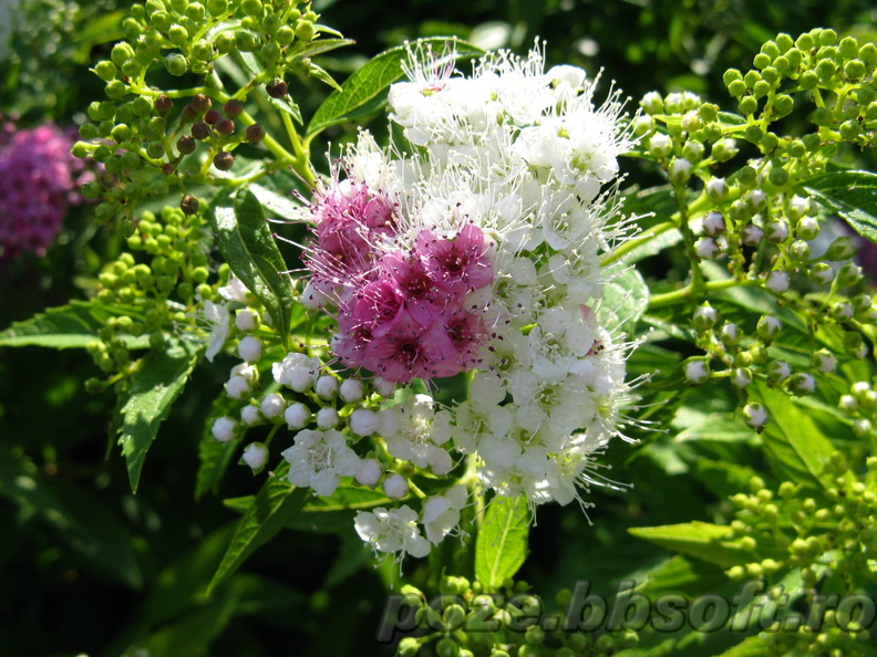 Floare buchet multicolor - alb - mov