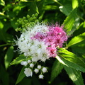 Floare buchet multicolor - alb-mov macro