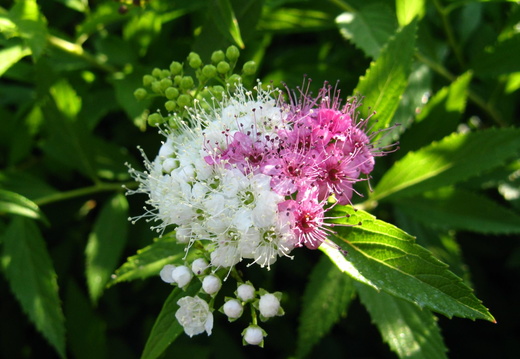 Floare buchet multicolor - alb-mov macro