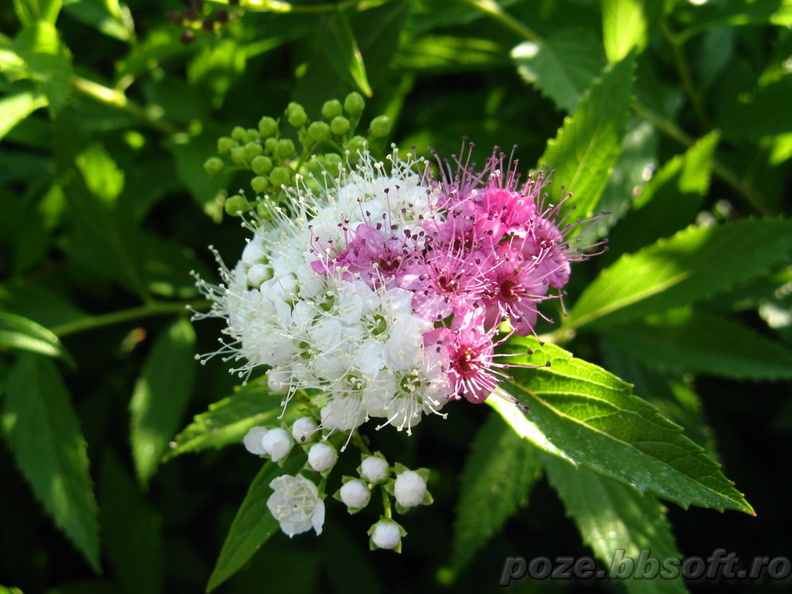 floare-buchet-multicolor-alb-mov-macro.jpg