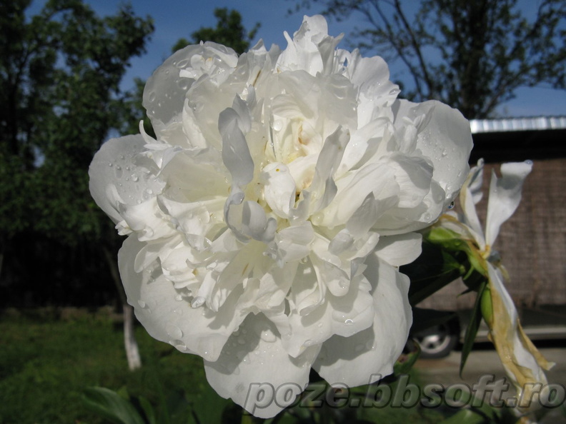 Floare bujor alb 2