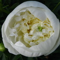 Floare bujor alb aproape deschis - macro