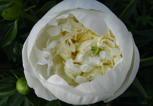 Floare bujor alb aproape deschis - macro