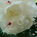 Floare bujor alb